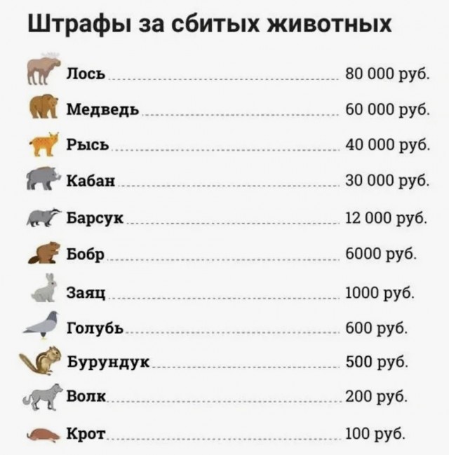 Штраф за сбитого голубя