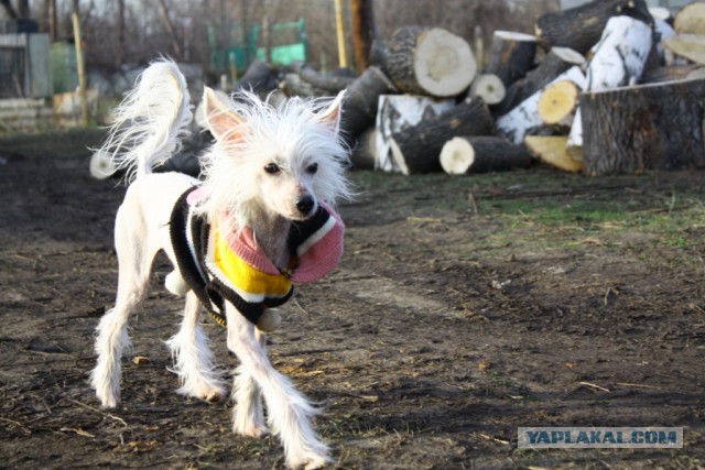 Собакочетверг на 02.01.2014