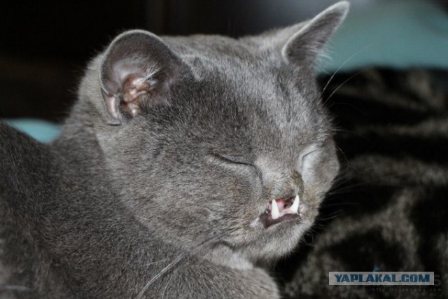 Котики (осторожно,не мими)