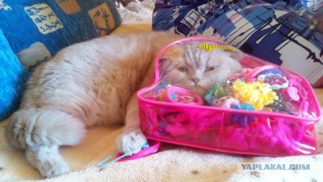 Котовторник 20.05.2014
