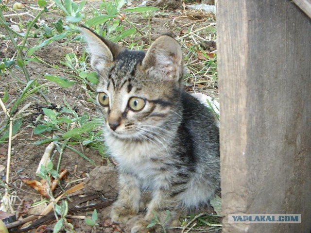 Котовторник 12.08.2014