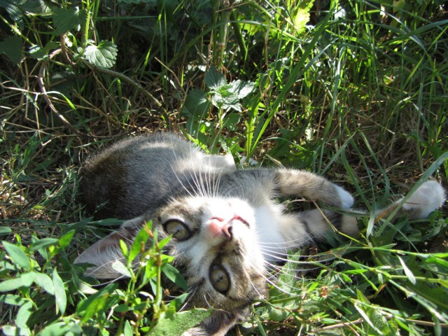 Котовторник 23.09.2014.