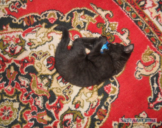 Котовторник 30.12.2014