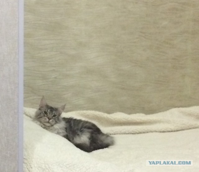 Котовторник