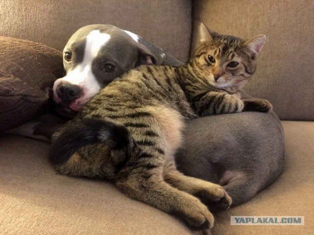 Котейки + Собакены = Любовь!