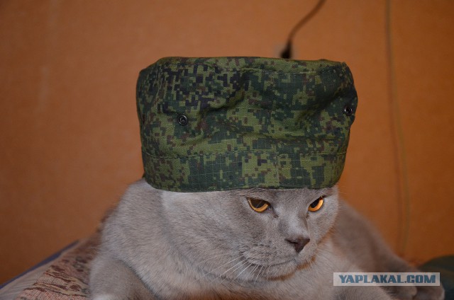 Вежливо и сердито