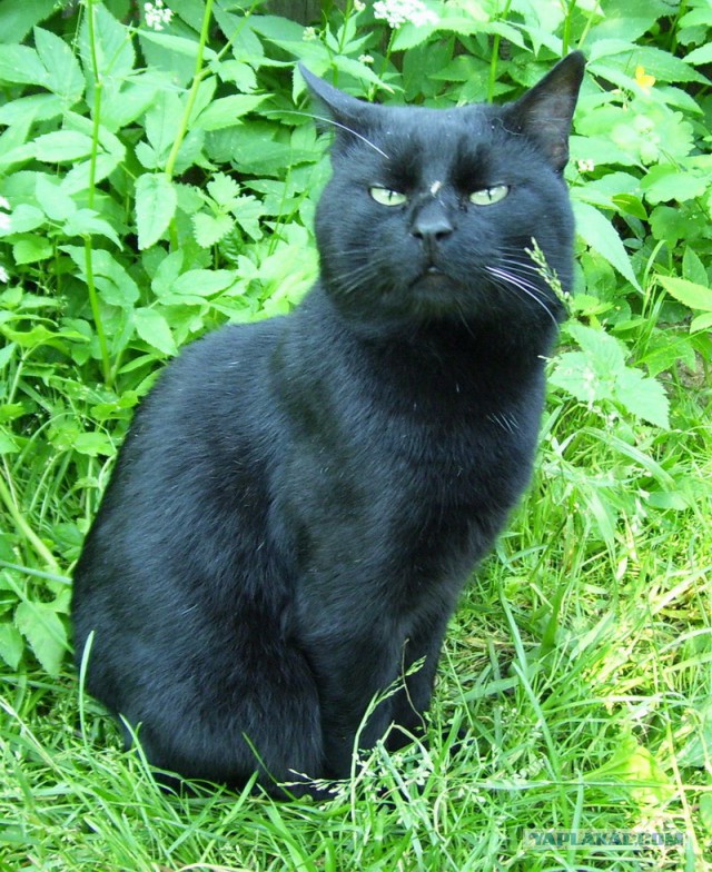 Котовторник