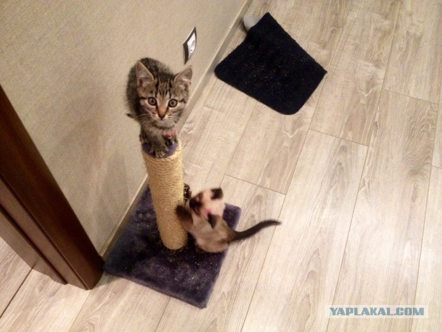 Привет кошатникам!