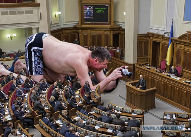 Жаба: Фотолюбитель