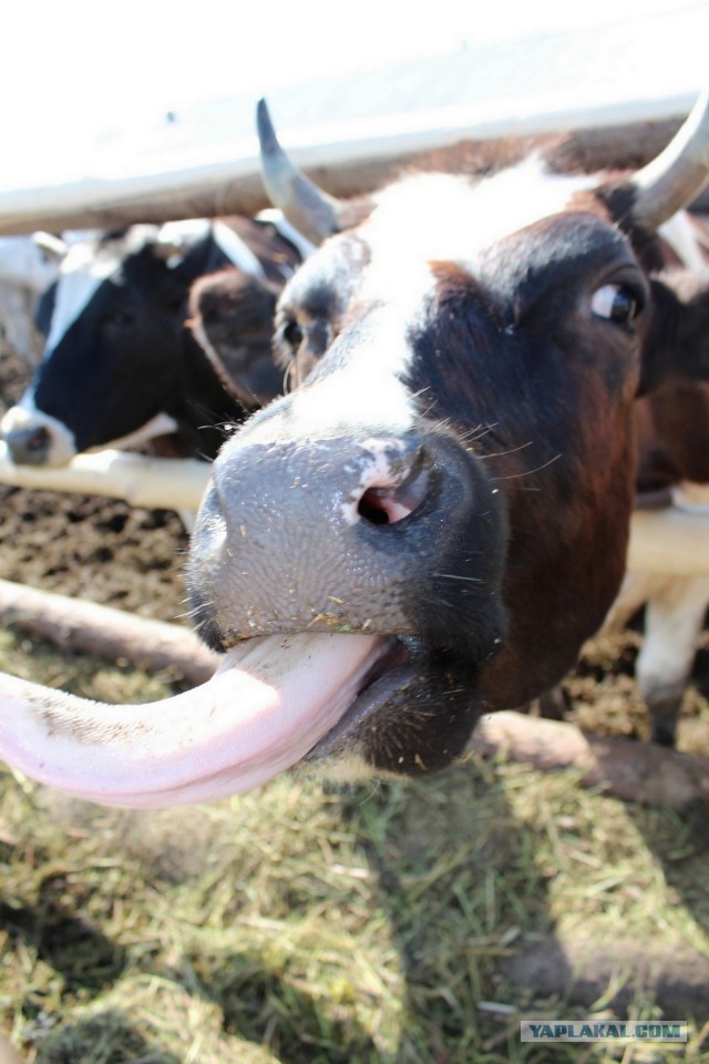 Скотинки - Животинки