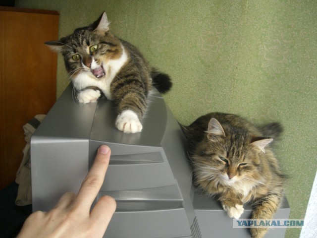15 мест, в которых неожиданно можно обнаружить котэ