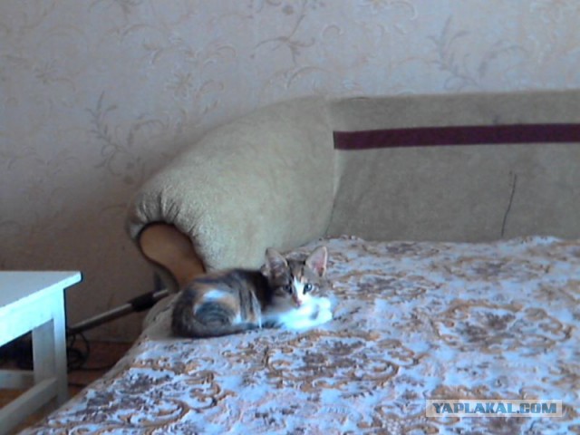 Котовторник 19.04.2016