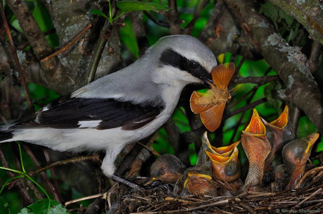 Скоро во всех гнёздах страны!... и не только