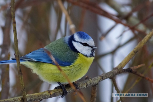 Каких птиц вы видите в городе?