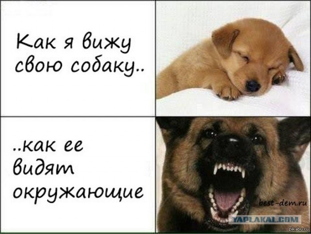 10 ложных фактов о собаках