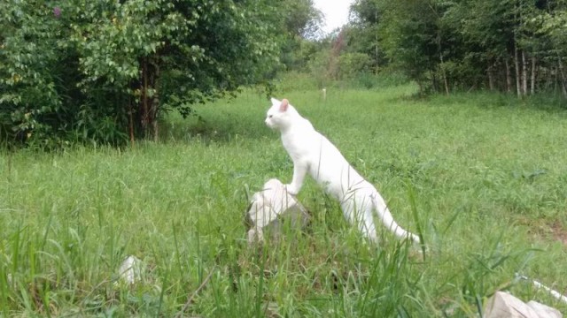 Котовторник 19.07.2016