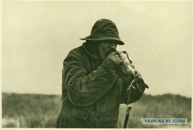 Последний кусатель ворон Куршской косы (Калининградская область).