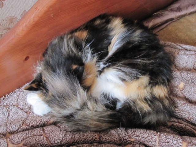 Котовторник 27.09.16