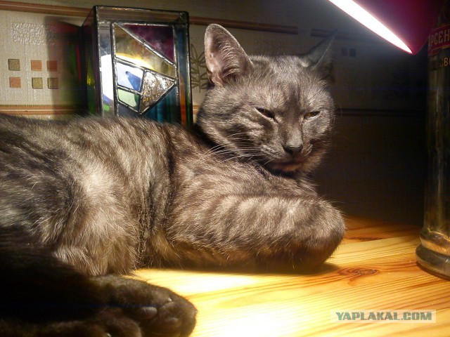 Котовторник 25.10. 2016