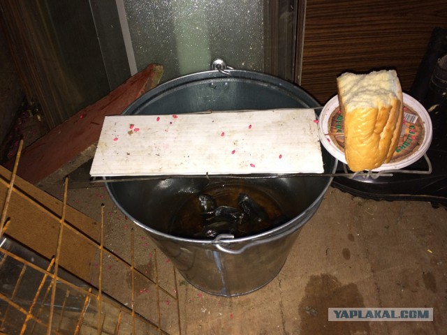 Борьба с мышами. Итоги