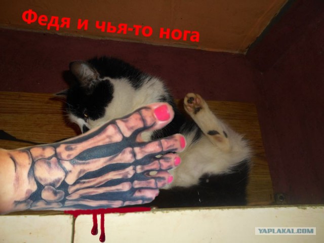 Я не умею рисовать котов? Да ладно...
