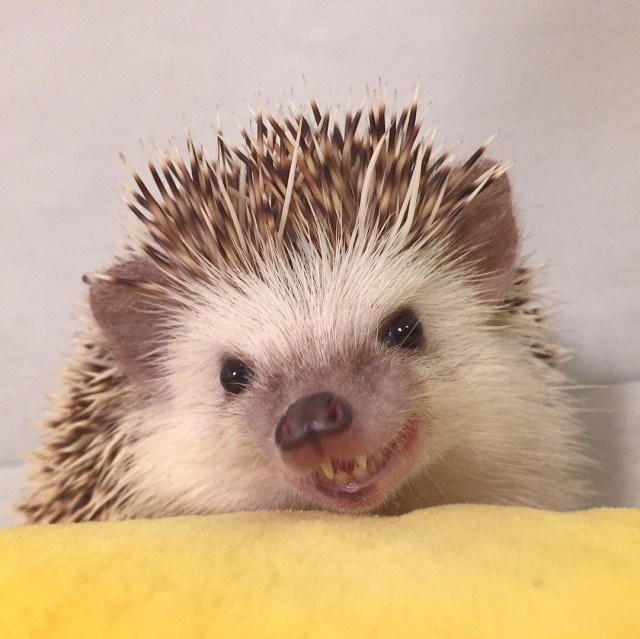 Ежик улыбается картинки