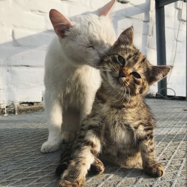 Коты и Кошки