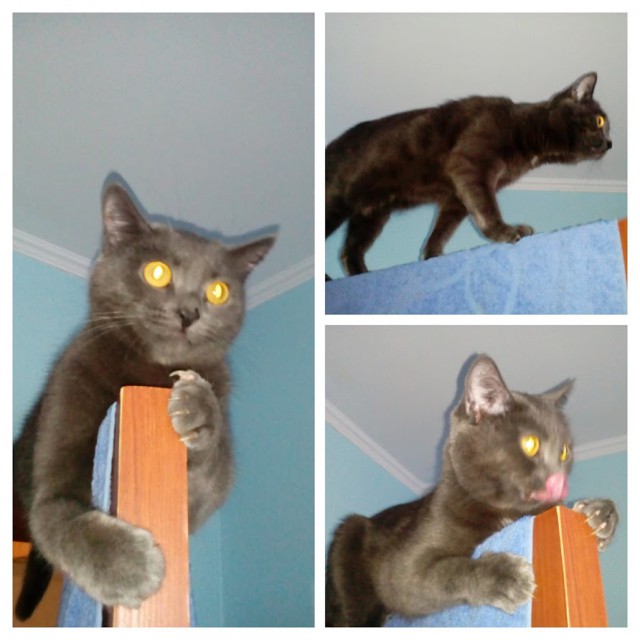 Котовторник 9.01.2018