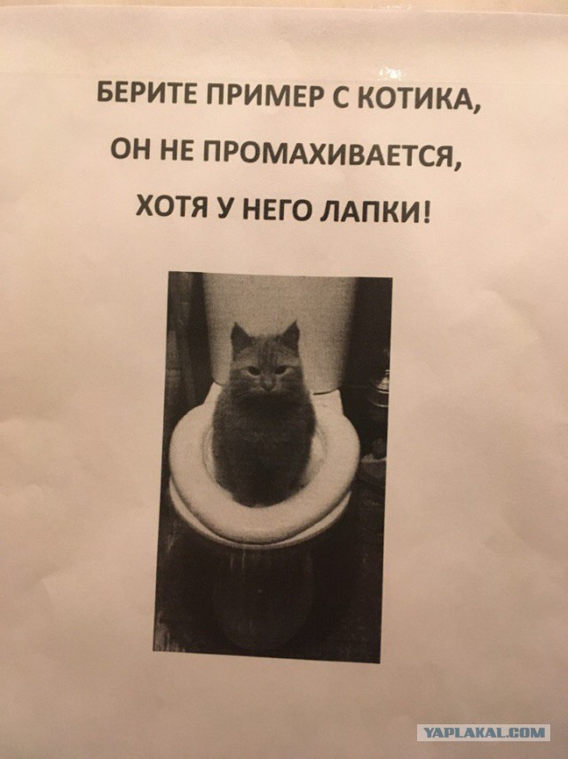 Котовторник  13.02.2018