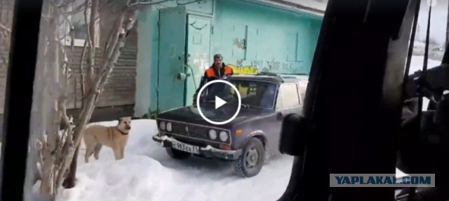 Отлов собак. Спасающие наши жизни