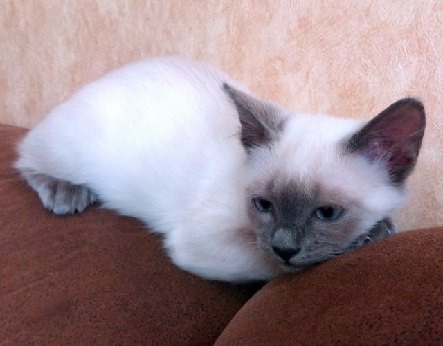 Котовторник 24.04.2018