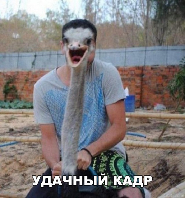 Нестандартный юмор