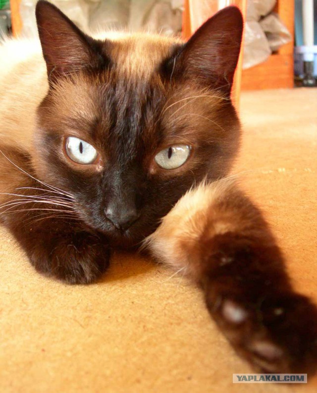 Котовторник 29.5.18