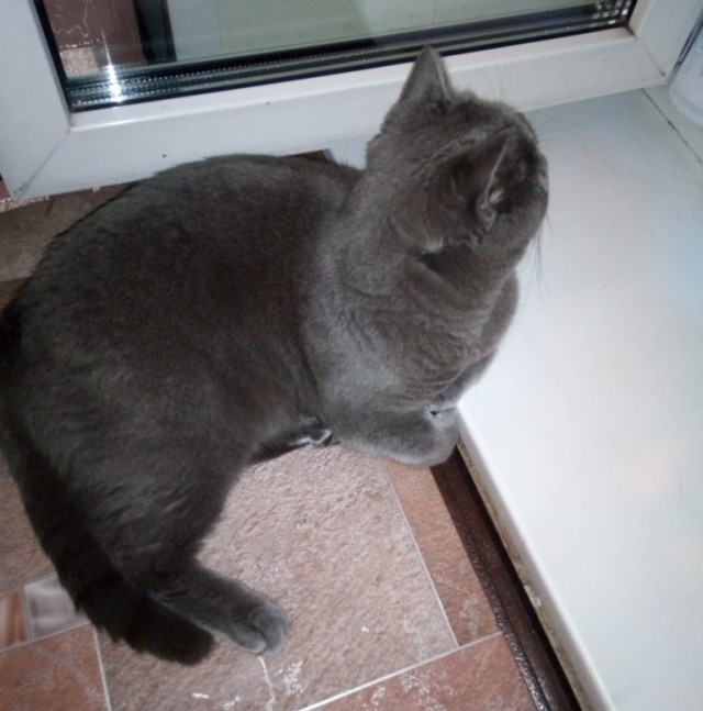 Котовторник 26.06.2018