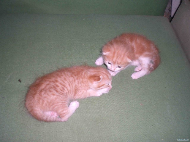 Котовторник (13.01)