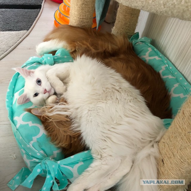 Котовторник  31.07.2018