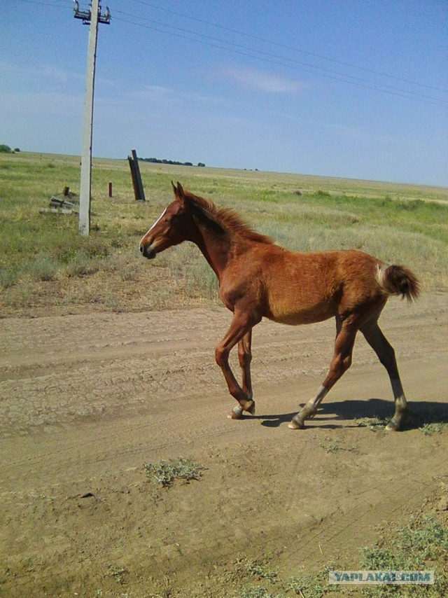 Командировка. В леса