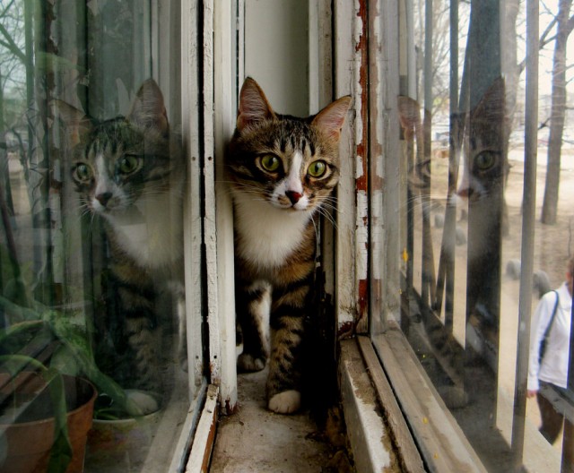 Котовторник!