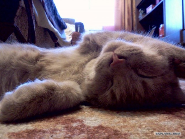 Котовторник, для любителей кошек