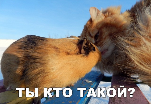 Нестандартный юмор