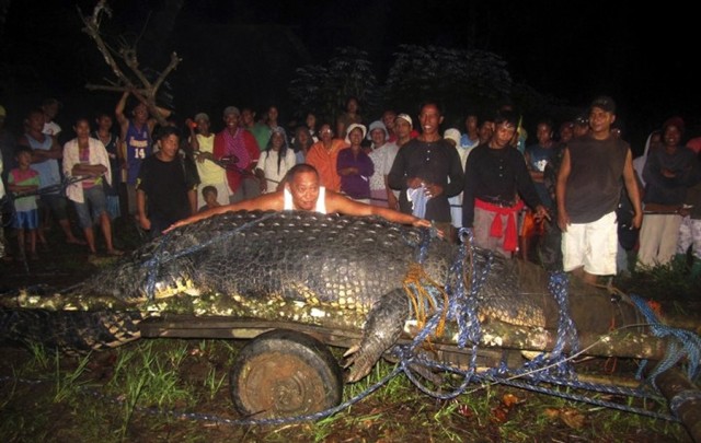 На Филиппинах поймали мегакрокодила весом в тонну!