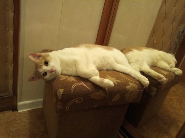 Котовторник (20.11.18)