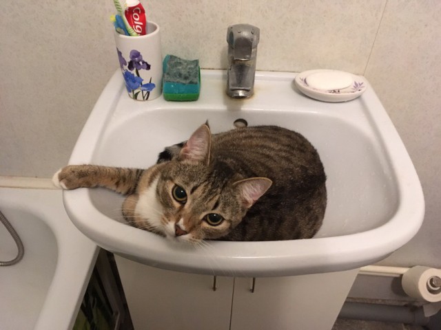 Немного милоты