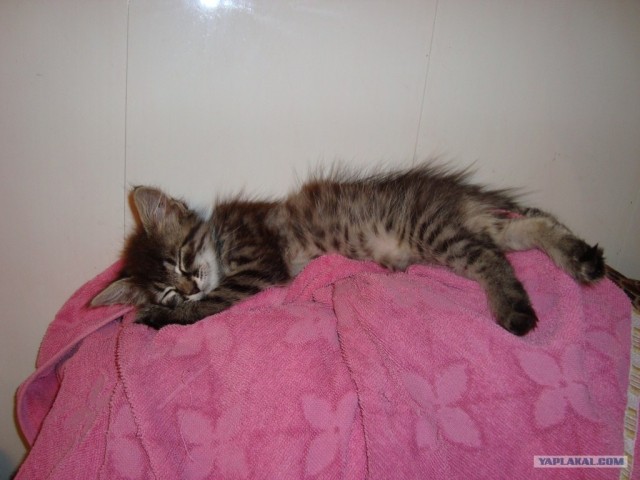 Котовторник (14.02.2012)