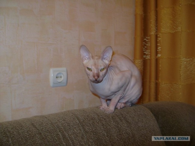 Котовторник 22.05.2012
