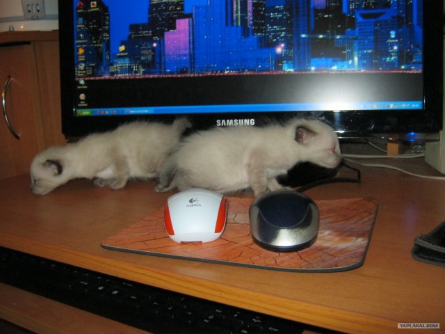 Новые устройства