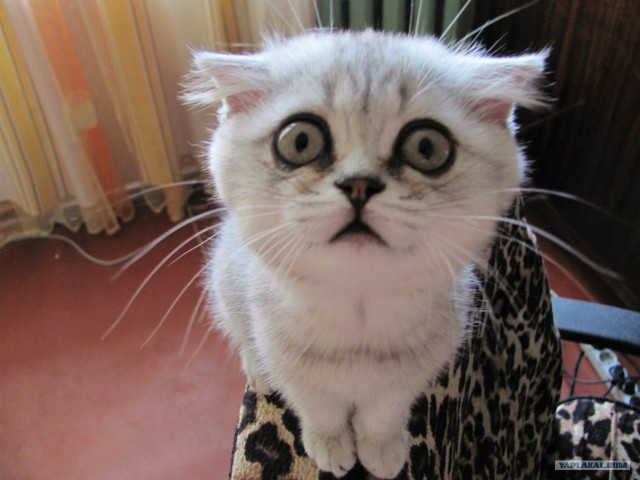 Котовторник на 26.06.12