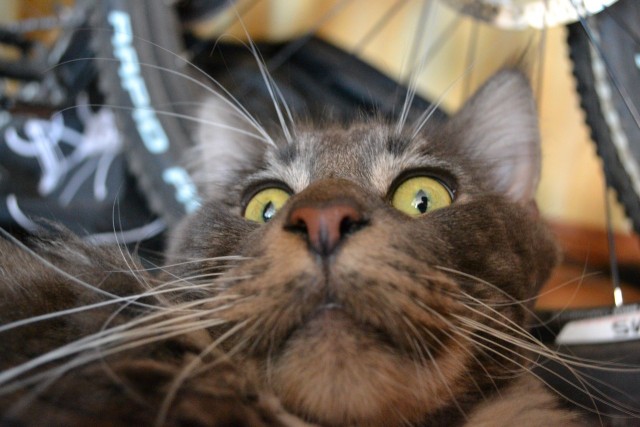 Котовторник 07.08.2012