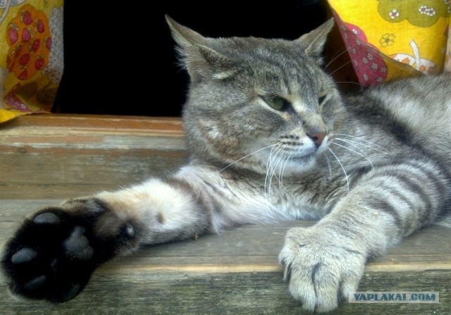 Котовторник  16.10.12