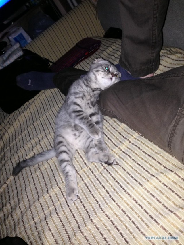 Котовторник 12.02.13